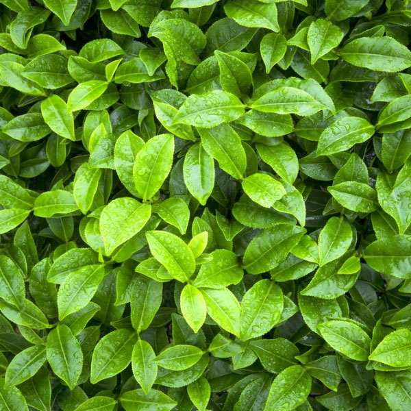 Caffeine-leaves Caffeine leaves