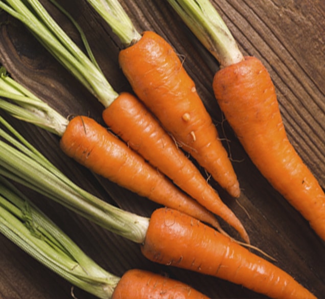concentrates-carrot fresh picked carrots with green tops