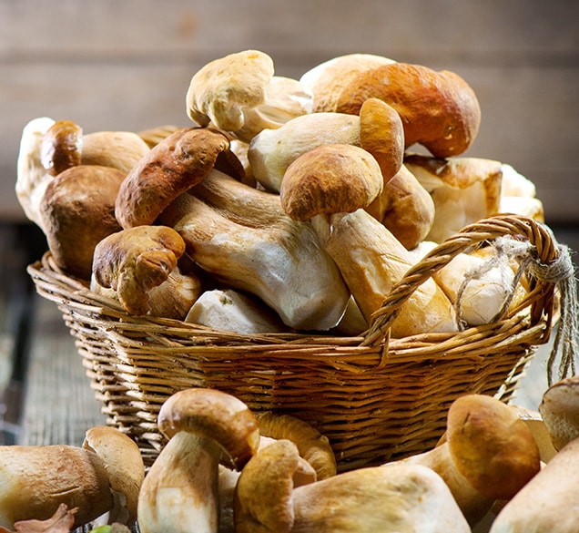 concentrates-mushroom fresh picked mushrooms in a basket