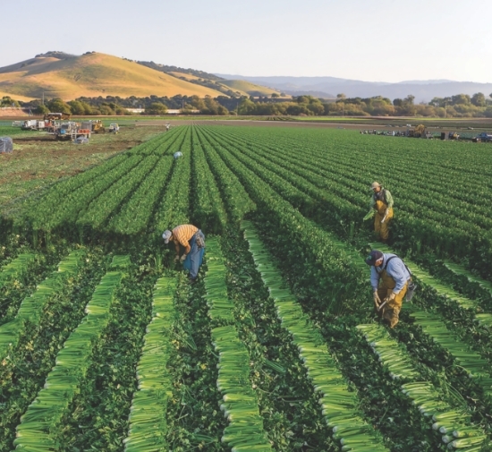 farmers_growers-550×505