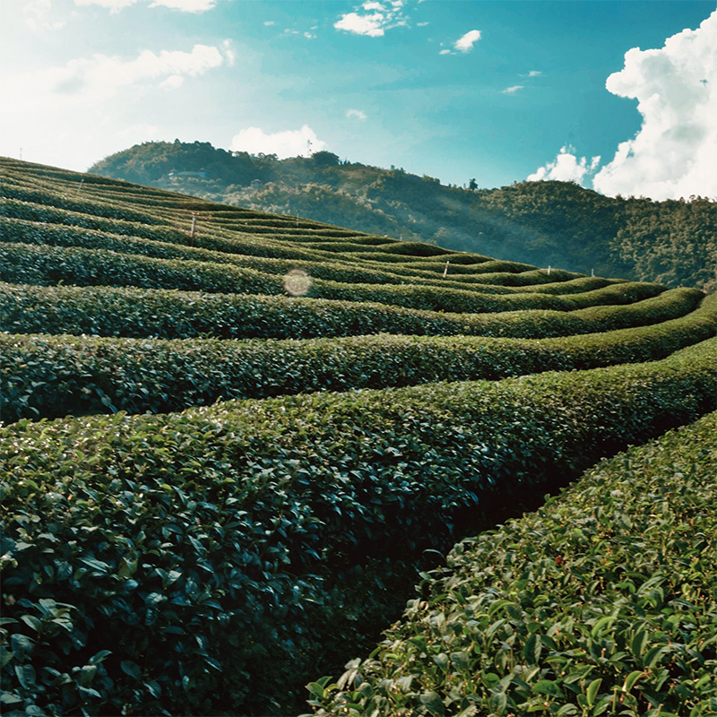a sunny blue sky over green tea field a sunny blue sky over green tea field