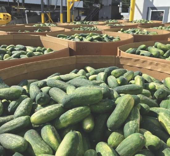 trusted-supplier_550x505 crates of cucumbers
