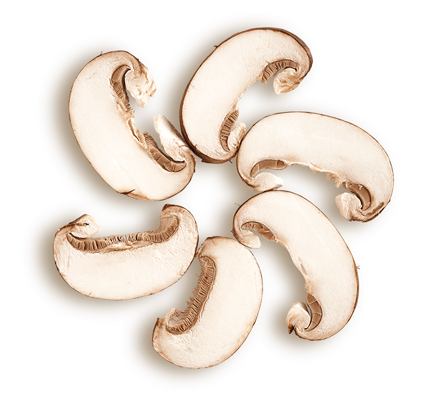 fermented-mushroom circle of mushroom top slices